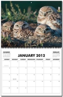 2011 Burrowing Owl Calendar