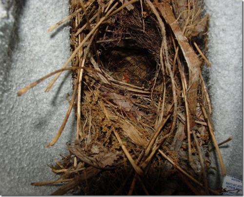 Carolina Wren Nest in Sweatshirt
