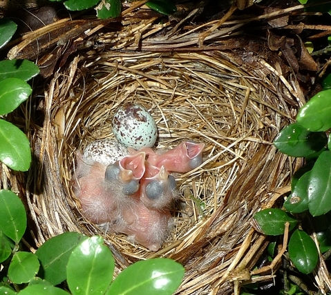 Chipping Sparrow Eggs and Nest