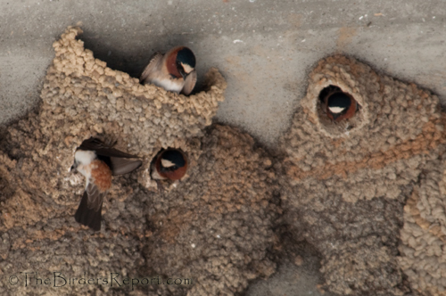 Cliff Swallow Nests 25