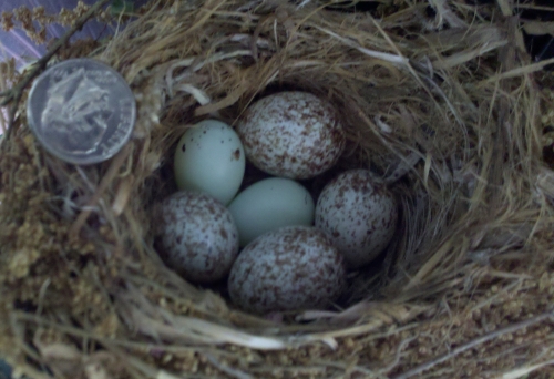 What type of bird egg has brown spots?