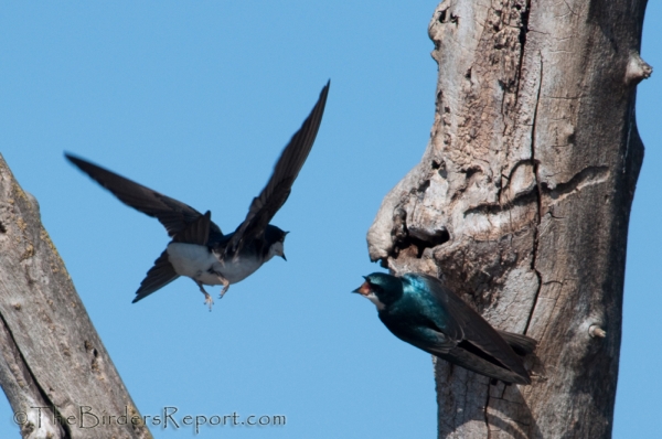 Tree Swallows Pair Bonding