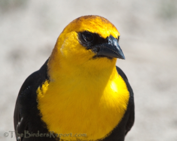 8 Yellow and Black Birds You Should Look For - Birds and Blooms