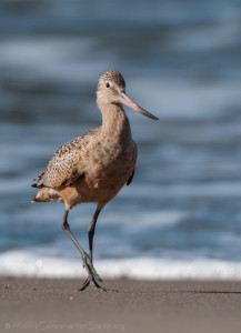 Marbled Godwit at Seal Rock Beach ywAAAAAAQABAAACAUwAOw==
