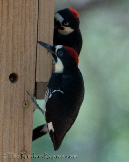 Acorn Woodpecker Female with Juvenile