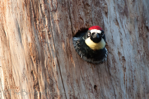 Acorn Woodpecker