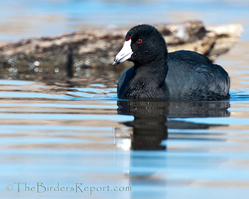 American Coot