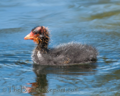 American Coot Chick