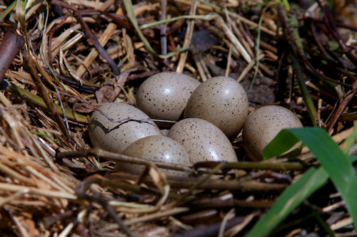 American Coot Nest with Eggs