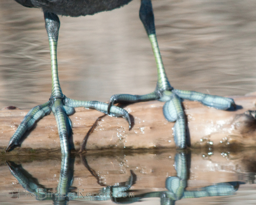 American Coot Feet