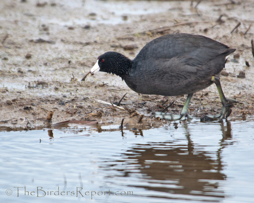 American Coot