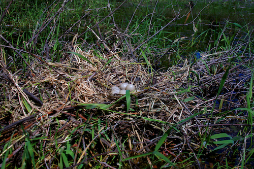 American Coot Nest with Eggs