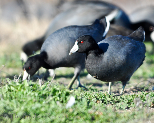 American Coots