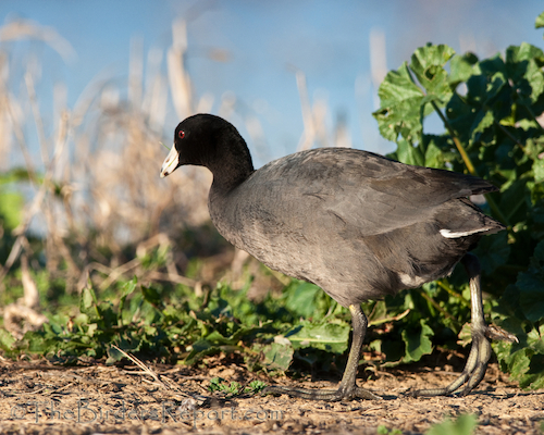 American Coot