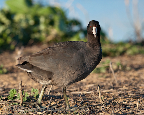 American Coot