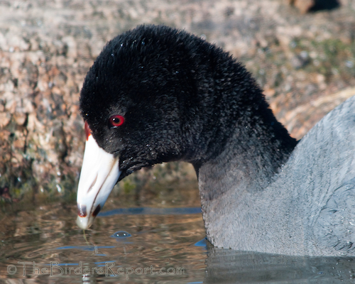 American Coot