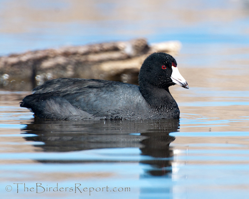 American Coot