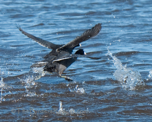 American Coots Spattering