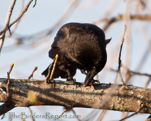 crow, American Crow, 