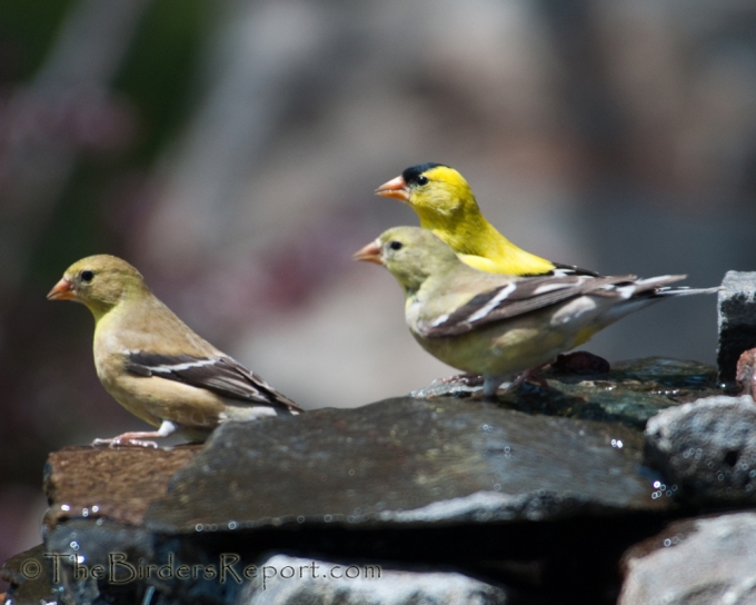 American Goldfinch