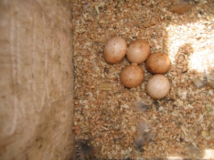 American Kestrel Eggs, American Kestrel nest