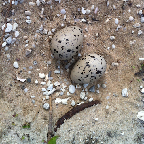 American Oystercatcher Nest and Eggs