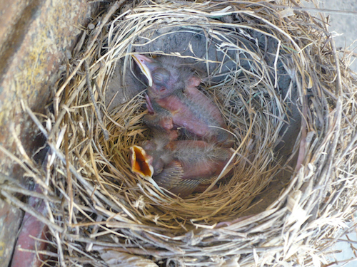 Amerocan Robin Nestlings