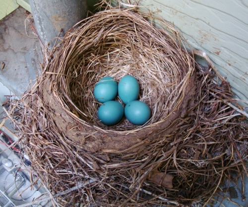 American Robin nest, robin nest, robin eggs