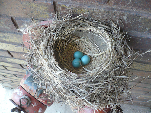 American Robin Nest with Eggs