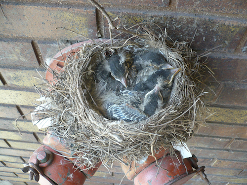 American Robin Nestlings