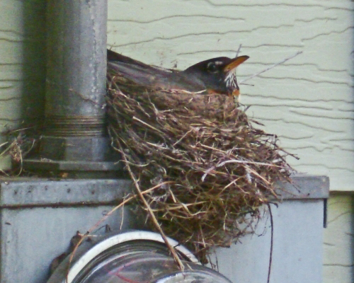 American Robin nest, robin nest, robin sitting in nest