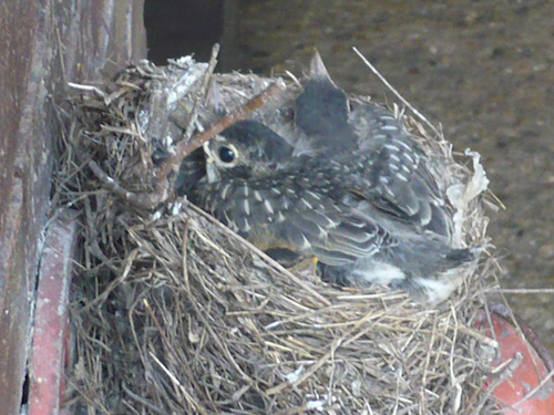 American Robin Nestlings