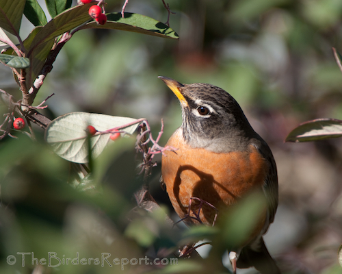 American Robin With Berries