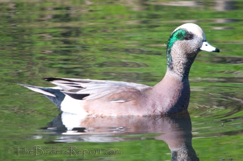 eurasian wigeon vs american wigeon