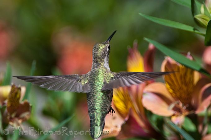 Anna's Hummingbird Female