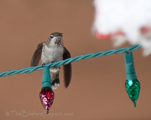 Anna s Hummingbirds Building Nests The Birders Report