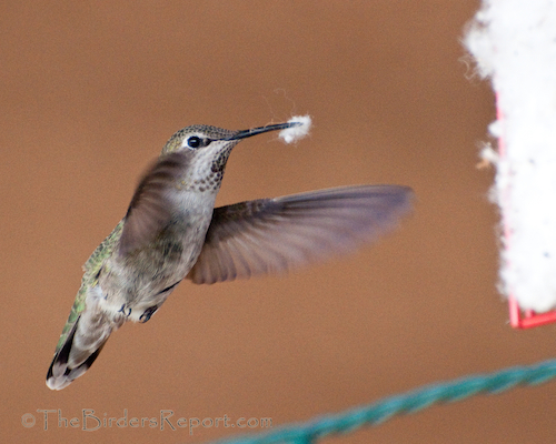 Anna s Hummingbirds Building Nests The Birders Report