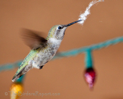 Anna s Hummingbirds Building Nests The Birders Report