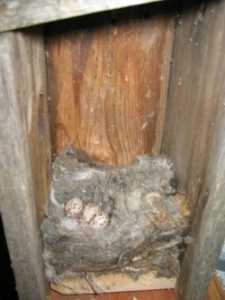 Ash-thoated Flycatcher Nest, ash-throated flycatcher eggs