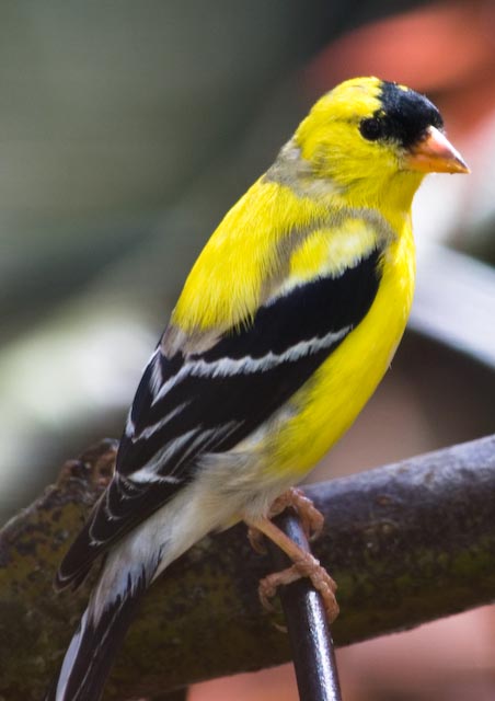 Audubon NYJER SEED/THISTLE SOCK Bird Feeder FINCHES/SISKINS & More NYLON/NEW! 