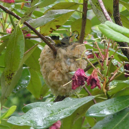 American Redstart Female in Nest