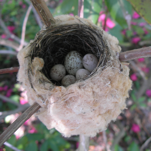 American Redstart Nest with Eggs