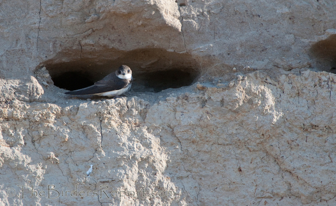 Bank Swallow