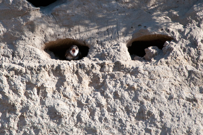 Bank Swallow