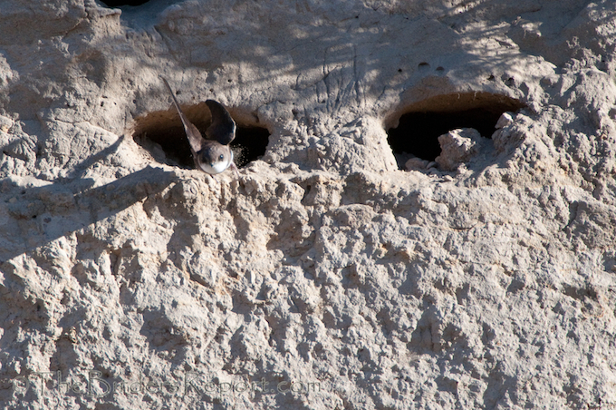 Bank Swallow