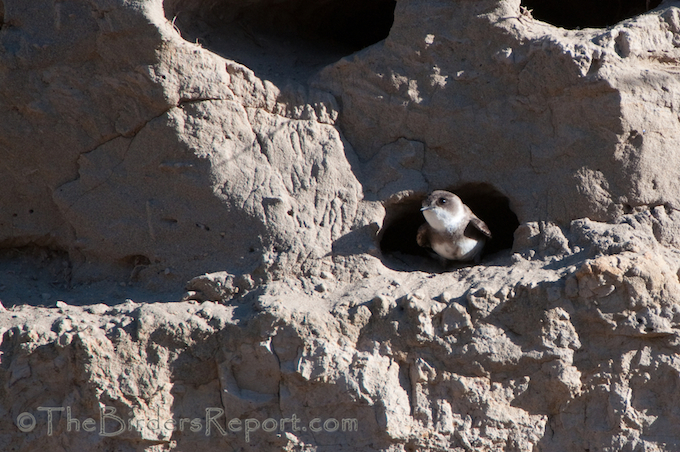 Bank Swallow