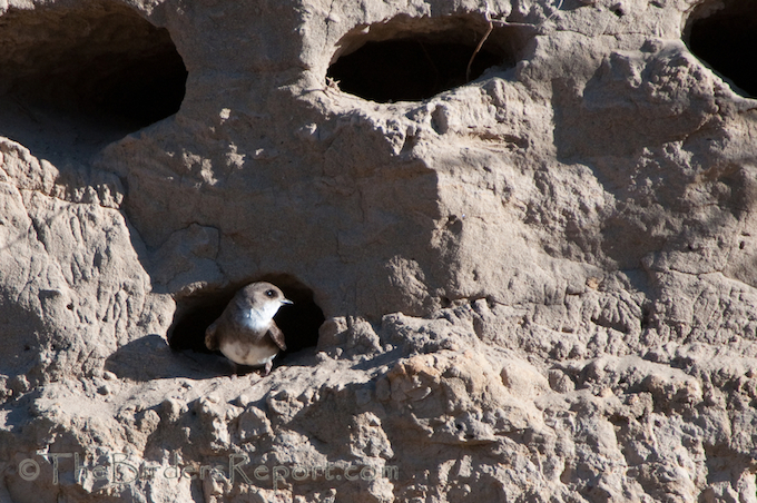 Bank Swallow