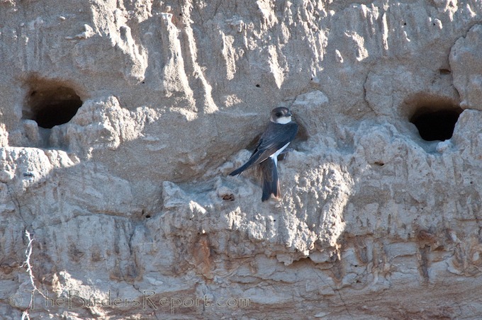 Bank Swallow