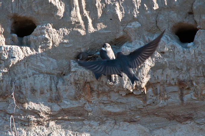 Bank Swallow