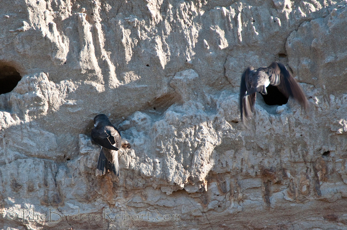 Bank Swallow